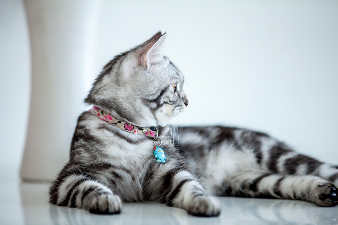 American Shorthair Cats And Kittens