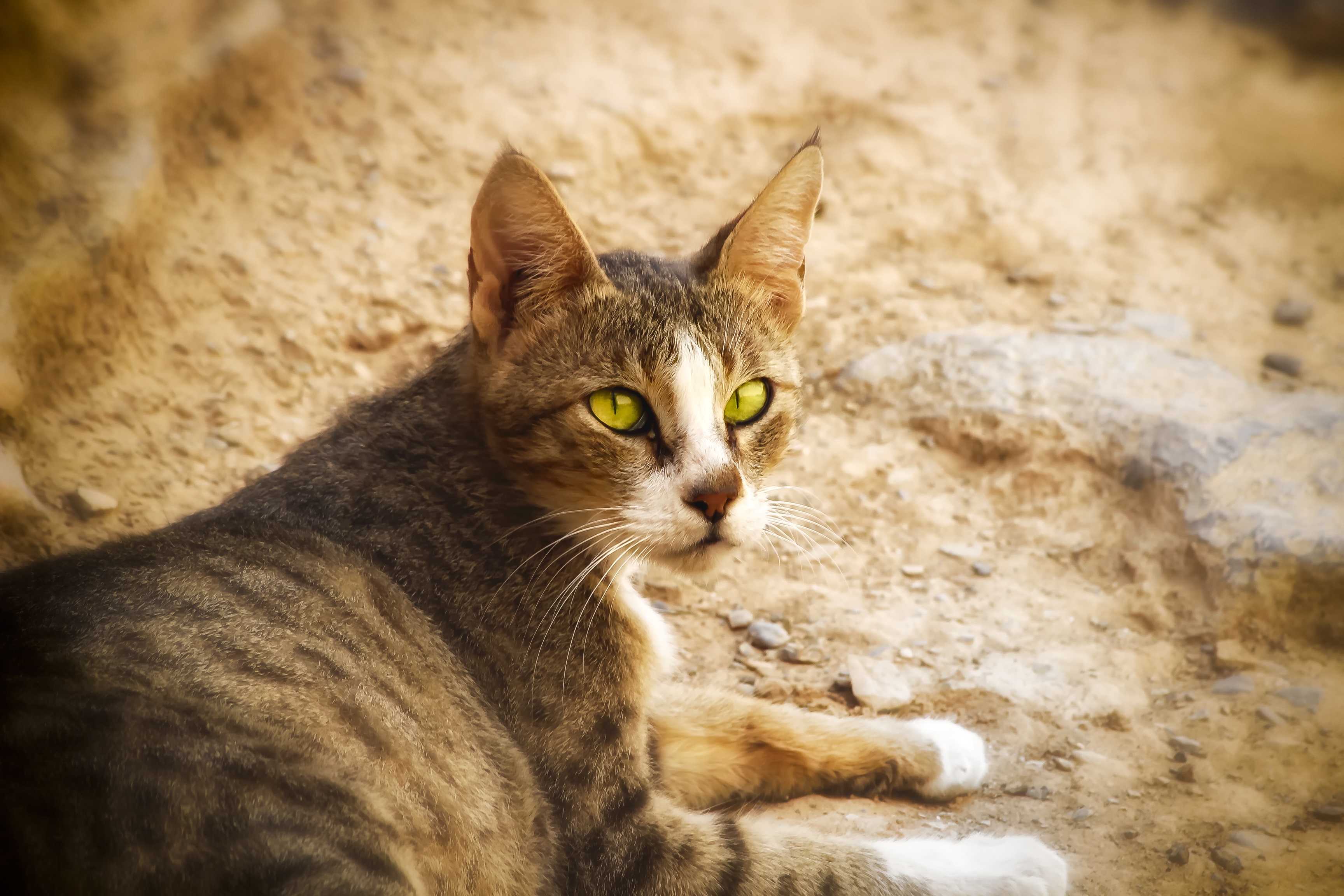 Arabian Mau Cat Breed Pictures