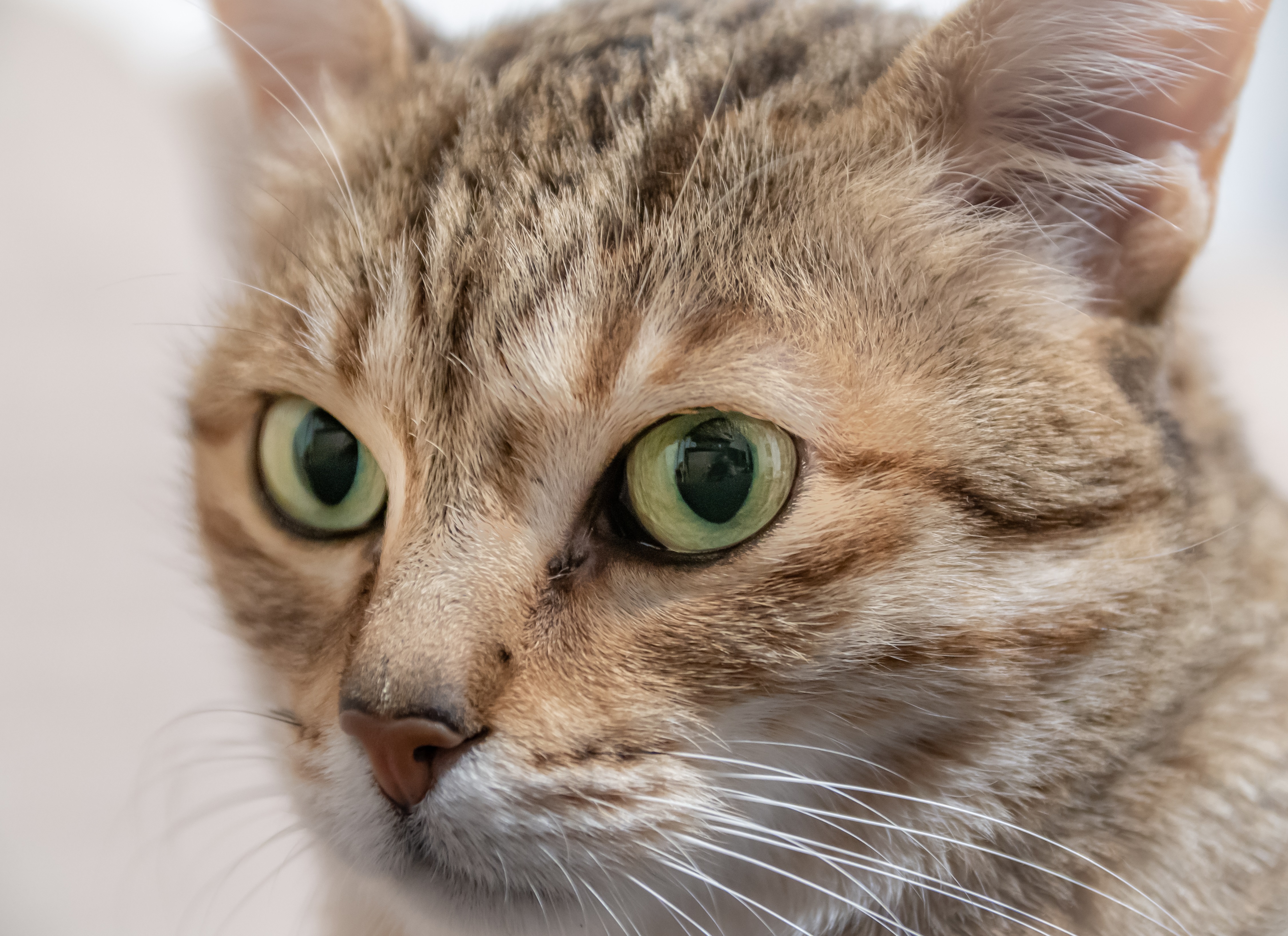 Arabian Mau Cat Breed Pictures