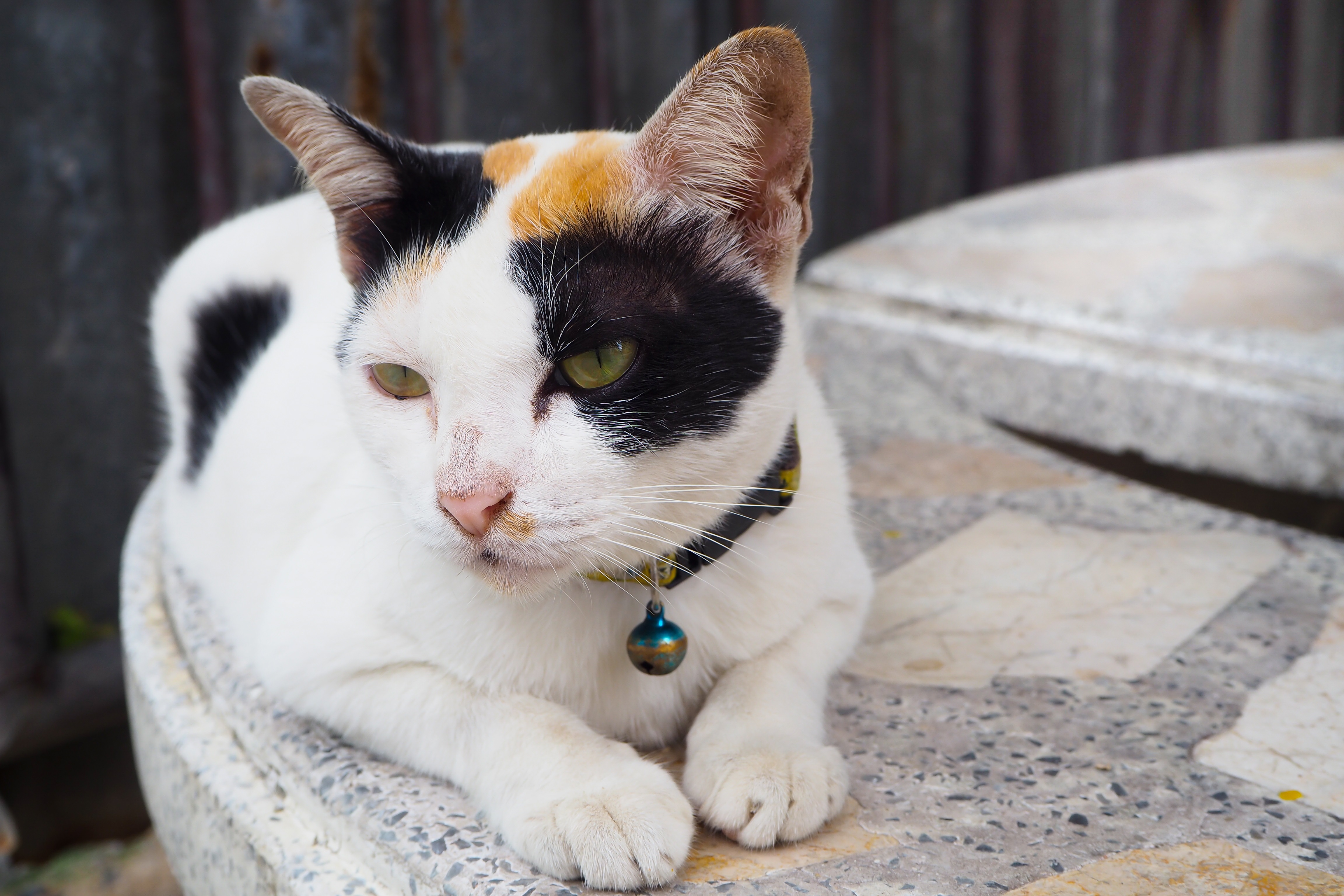 Asian Mixed Cat Breed Pictures