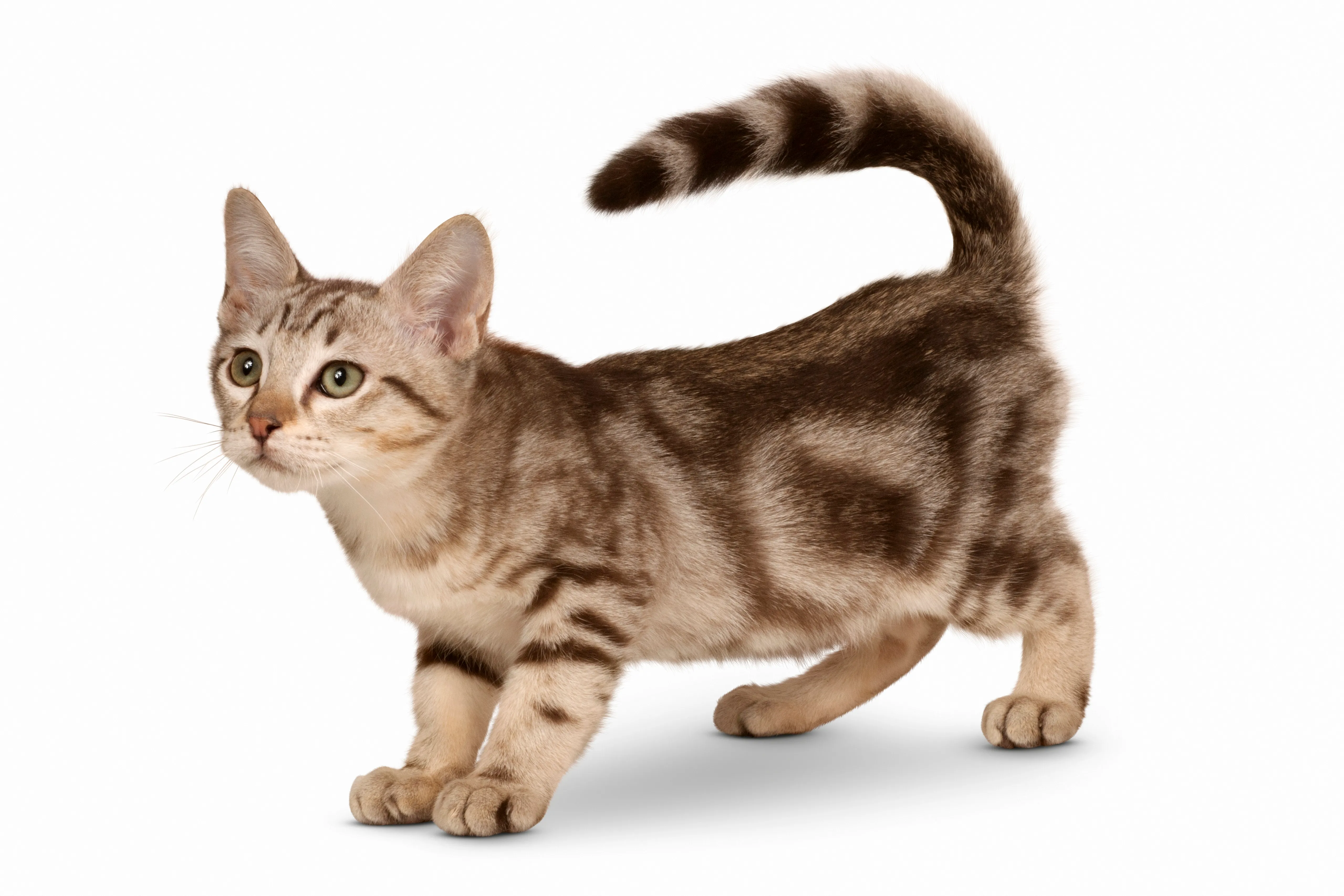 Australian Mist Mixed Cat Breed Pictures, Characteristics, & Facts