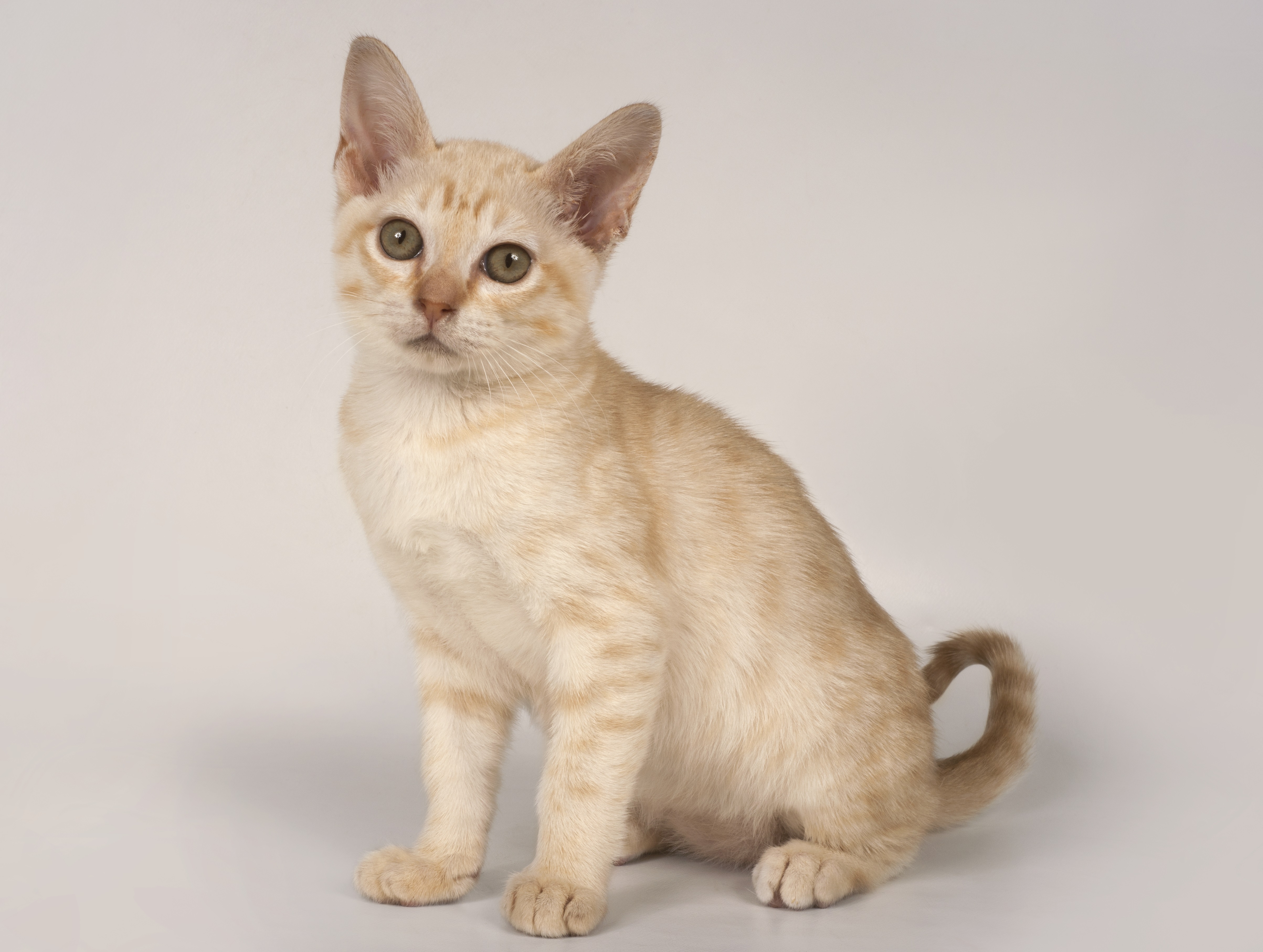 Australian Mist Mixed Cat Breed Pictures, Characteristics, & Facts