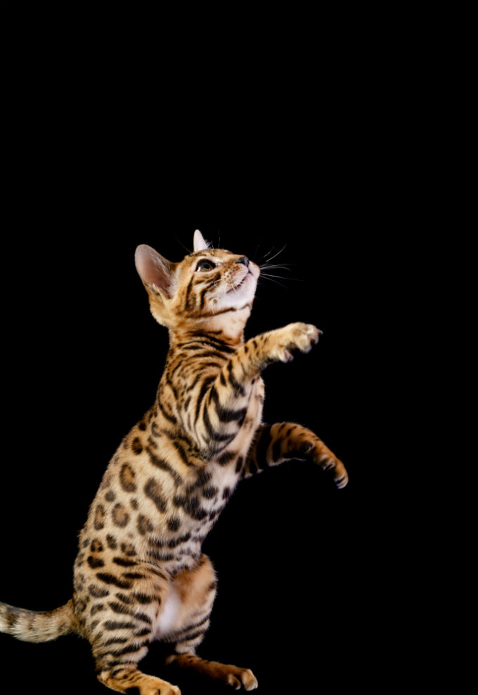 Bengal Cats And Kittens