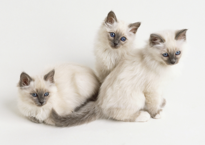 Birman Cats & Kittens