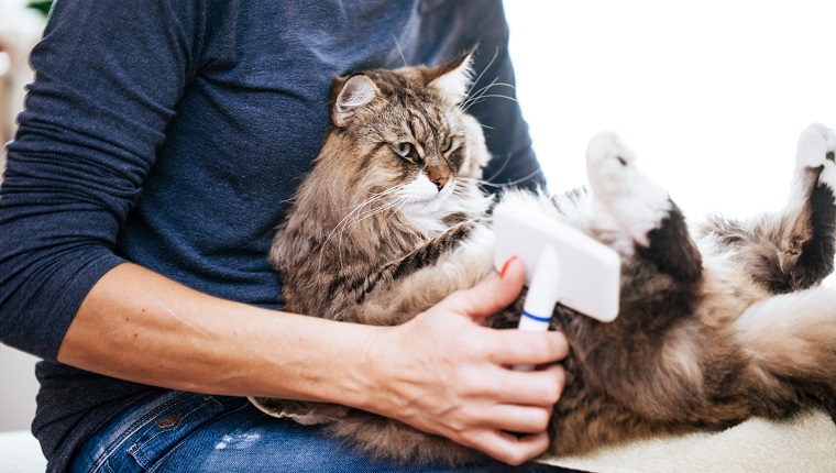 Cat Grooming & Health Supplies