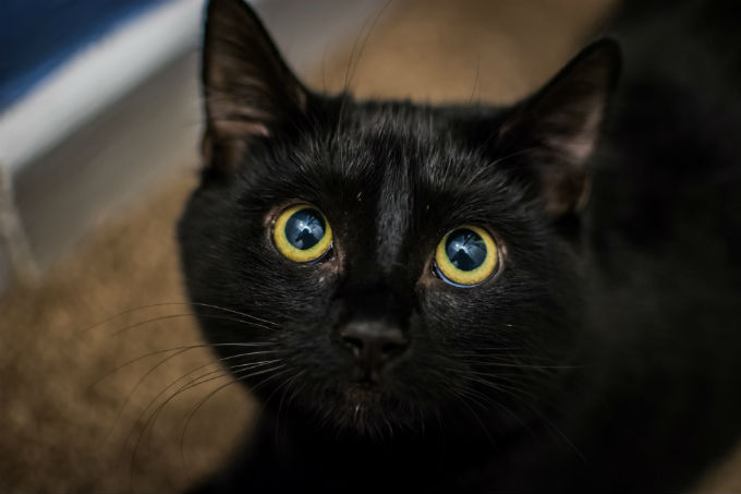 Bombay Cats And Kittens