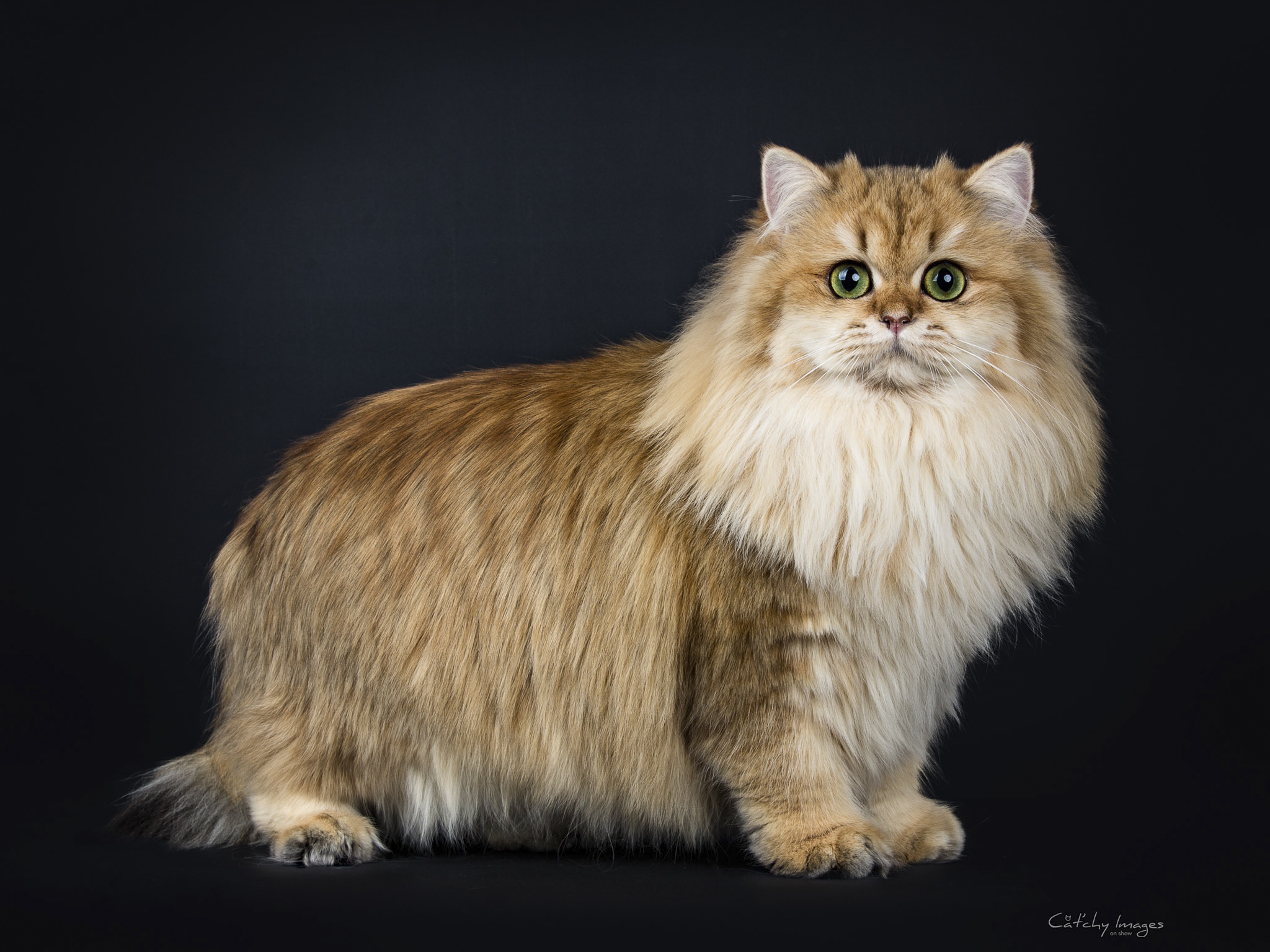 British Longhair Mixed Cat Breed Pictures