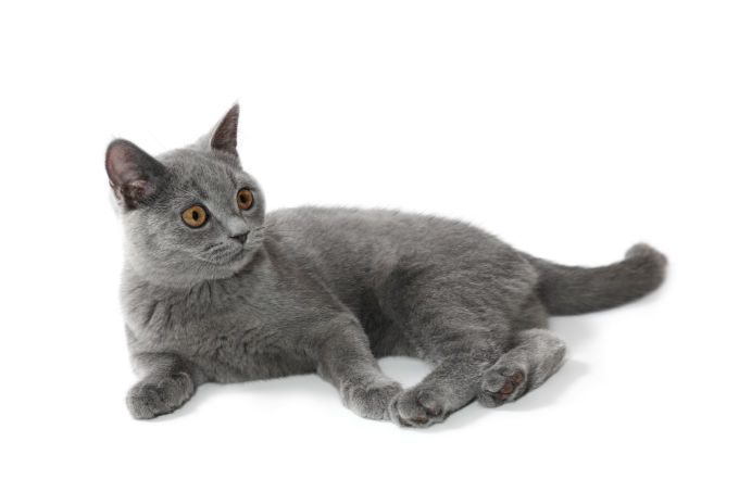 British Shorthair Cat Breed Information, Pictures, Characteristics & Facts