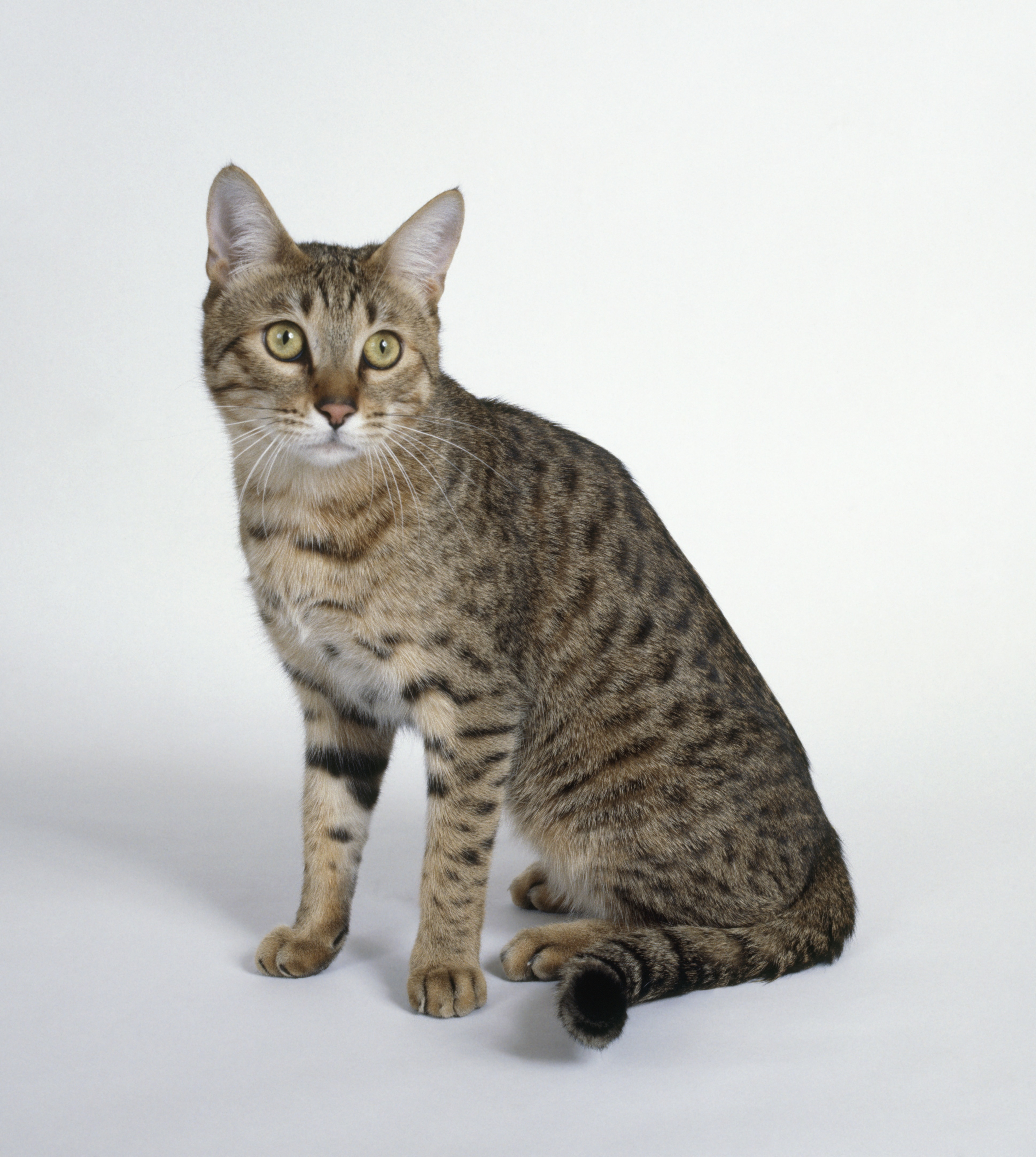 California Spangled Mixed Cat Breed Pictures