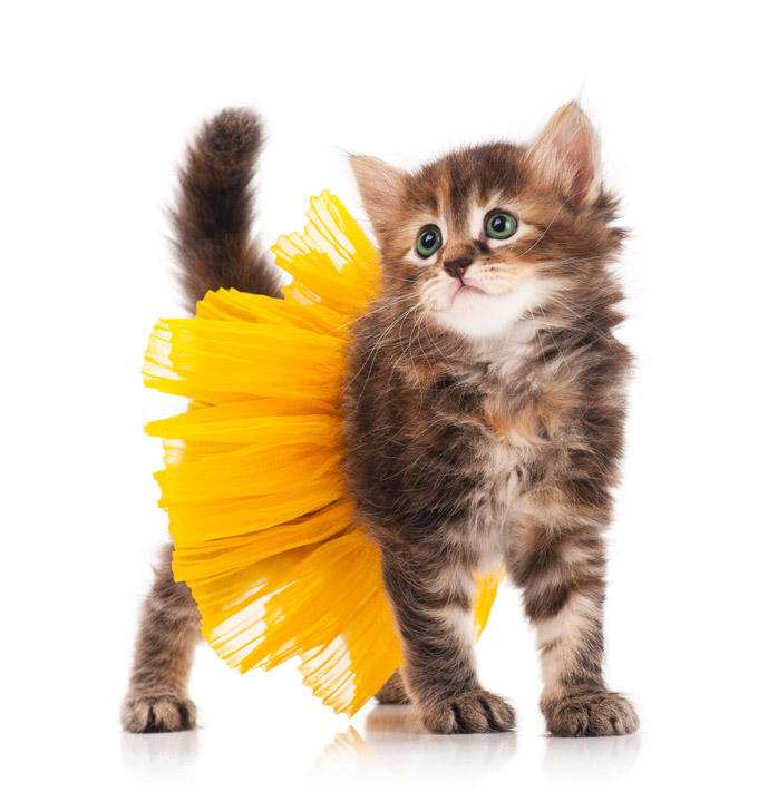 Balet Sun Flower Kitten