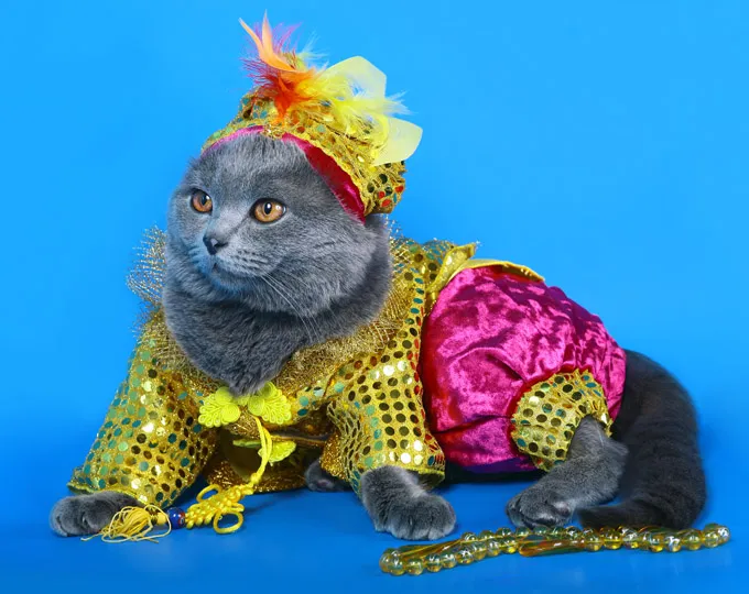Flamenco Dancer Cat