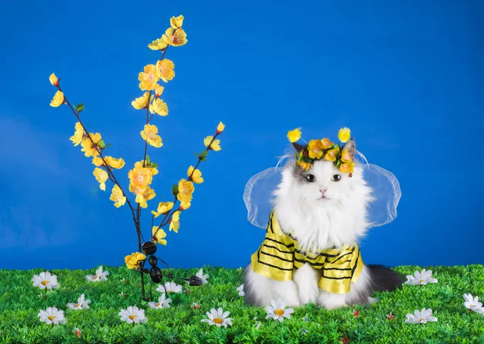 Bumble Bee Cat