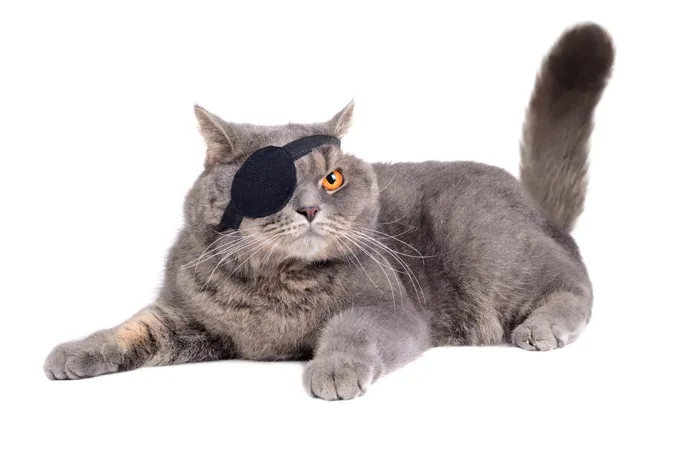 Pirate Kitty