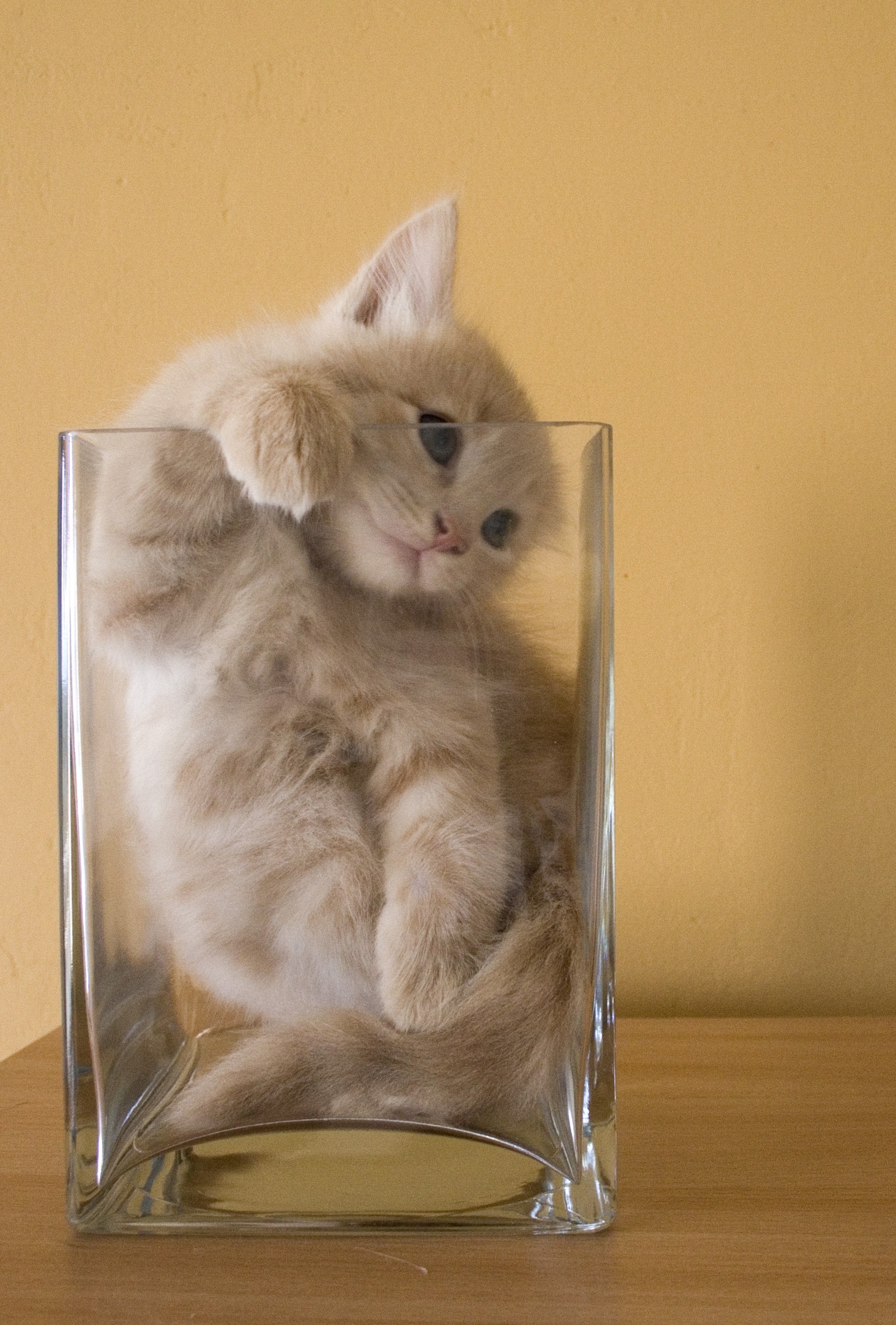 Cats Are Liquid