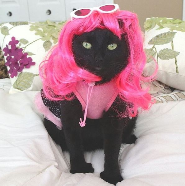 Cat-ty Perry