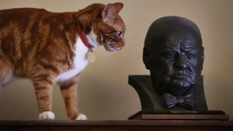 Jock: Winston Churchill's Cat