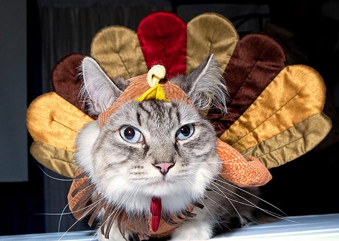 That Kitty Wants To Be A Turkey