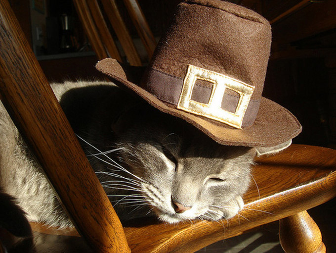 Pilgrim Kitty In The Sun