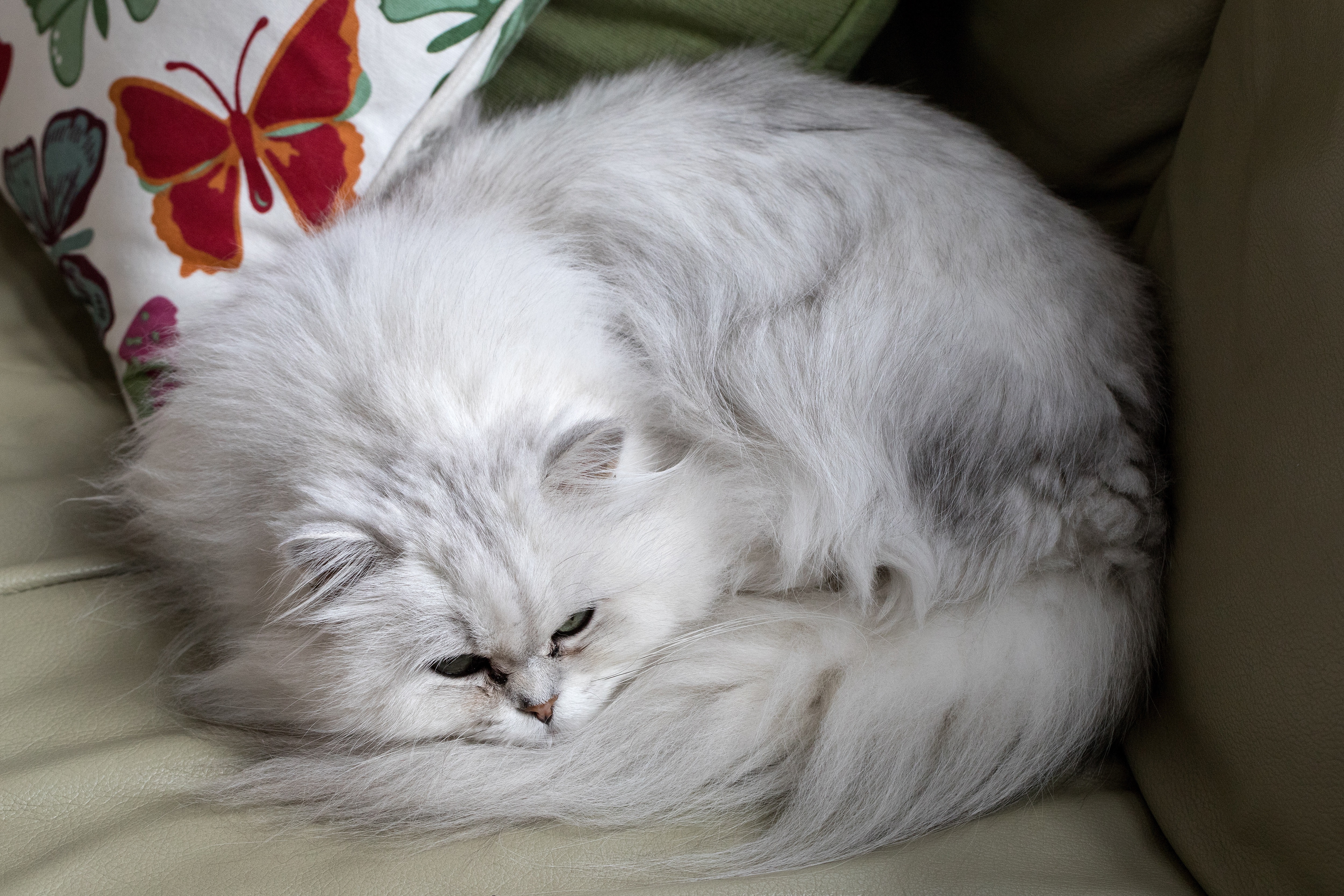 Chantilly-Tiffany Cat Breed Pictures