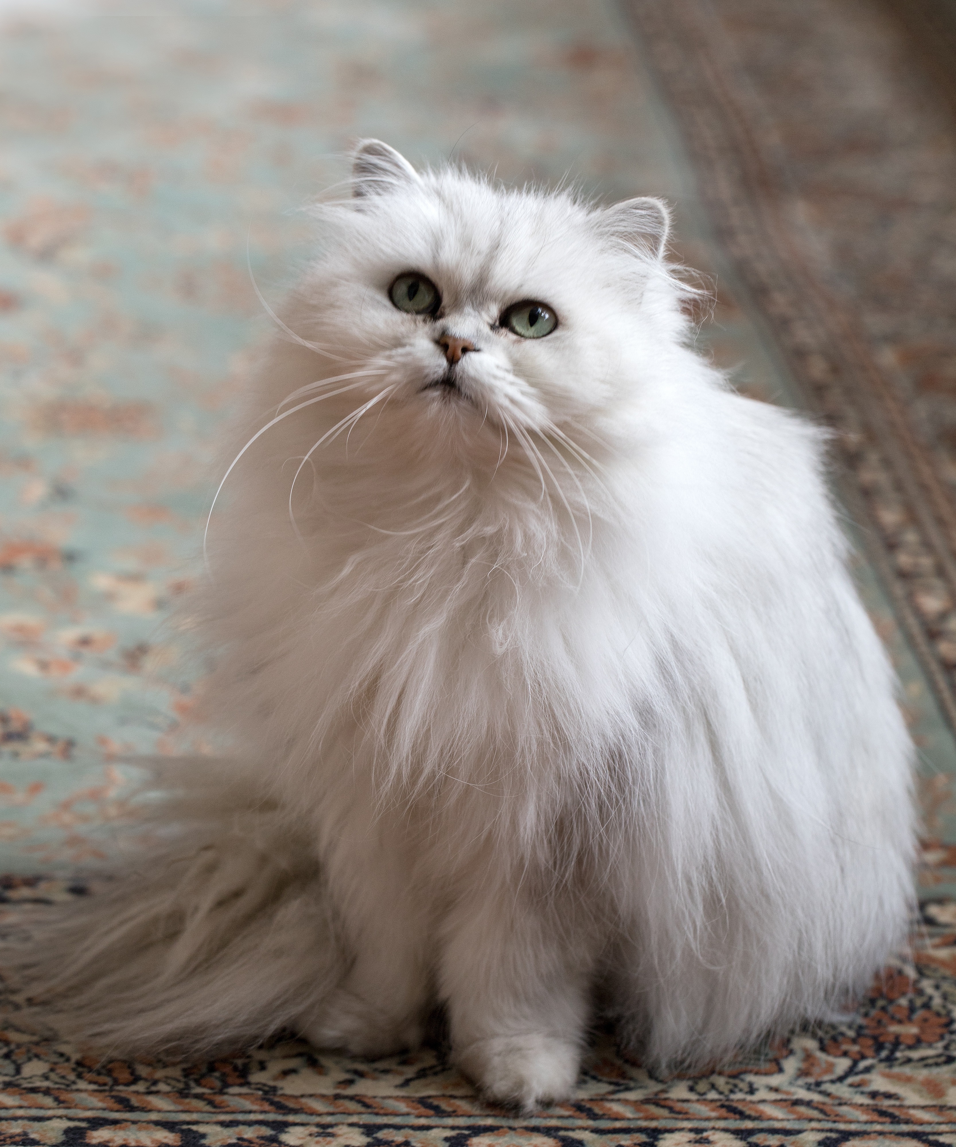 Chantilly-Tiffany Cat Breed Pictures