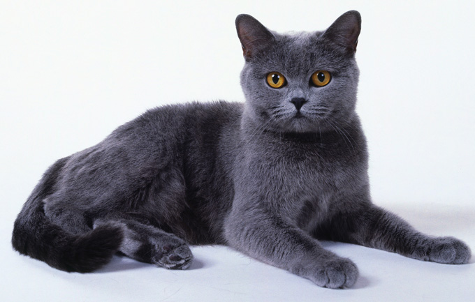 Chartreux Cats And Kittens