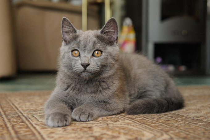 Chartreux Cats And Kittens