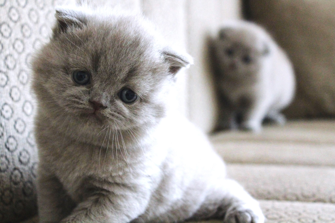 Chartreux Cats And Kittens