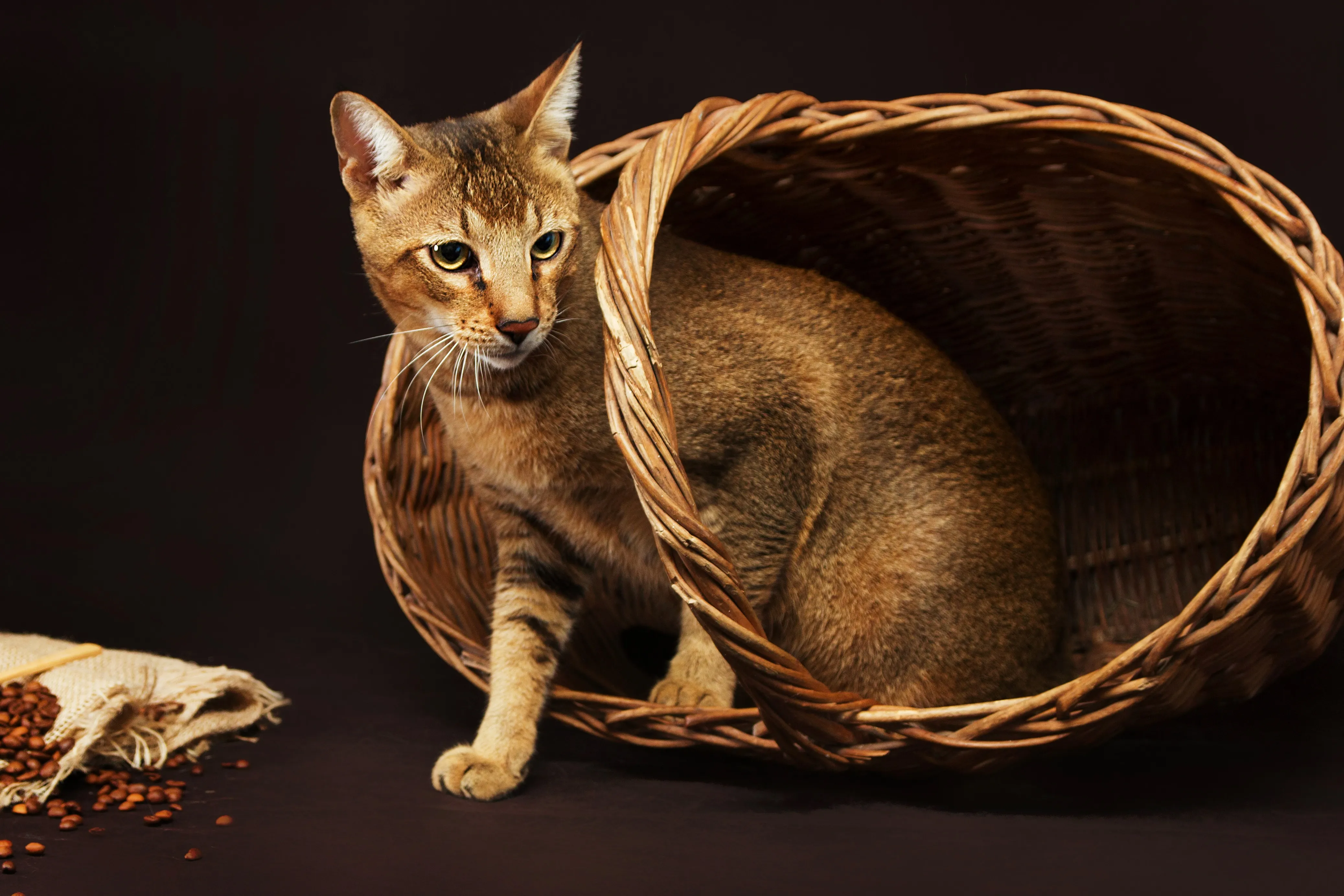 Chausie Mixed Cat Breed Pictures