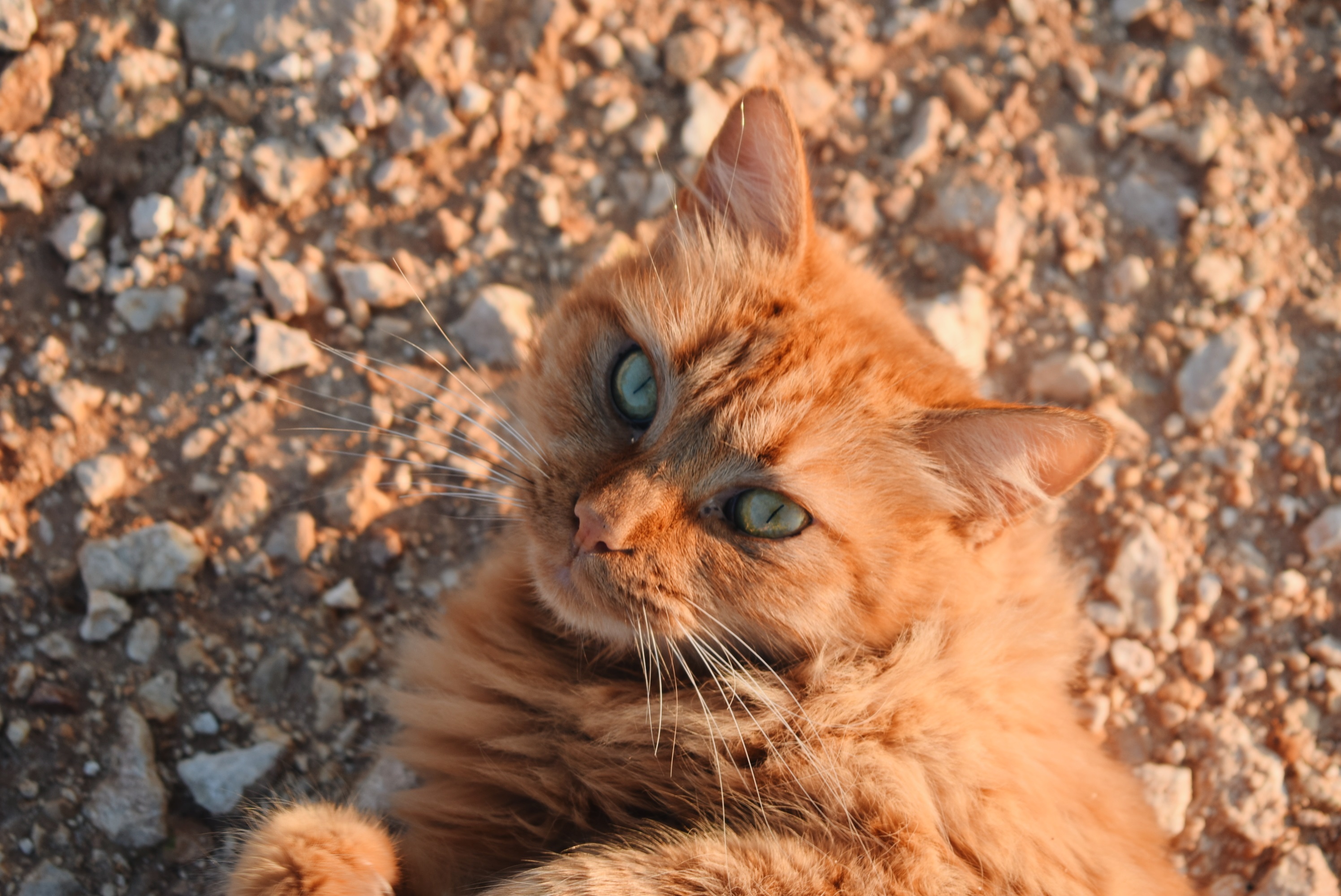 Cyprus Cat Breed Pictures