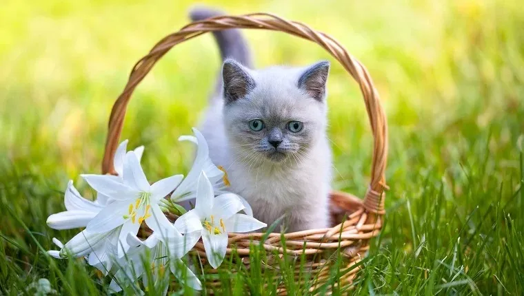 Easter Lilies Are Toxic To Cats