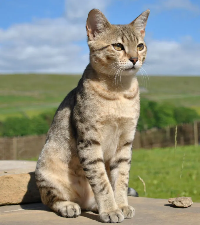 Egyptian Mau Cats And Kittens