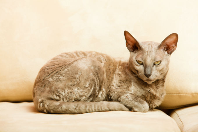Egyptian Mau Cats And Kittens