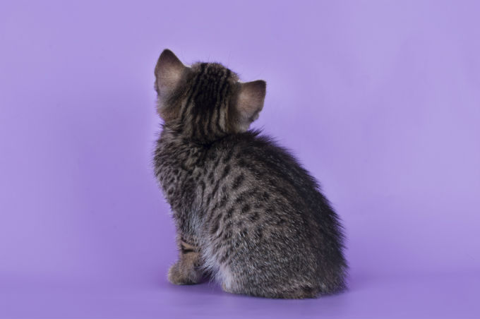 Egyptian Mau Cats And Kittens