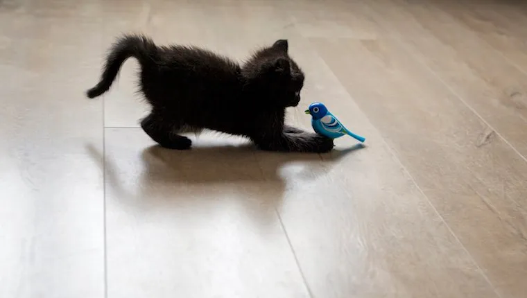 Kitten Play Is Essential