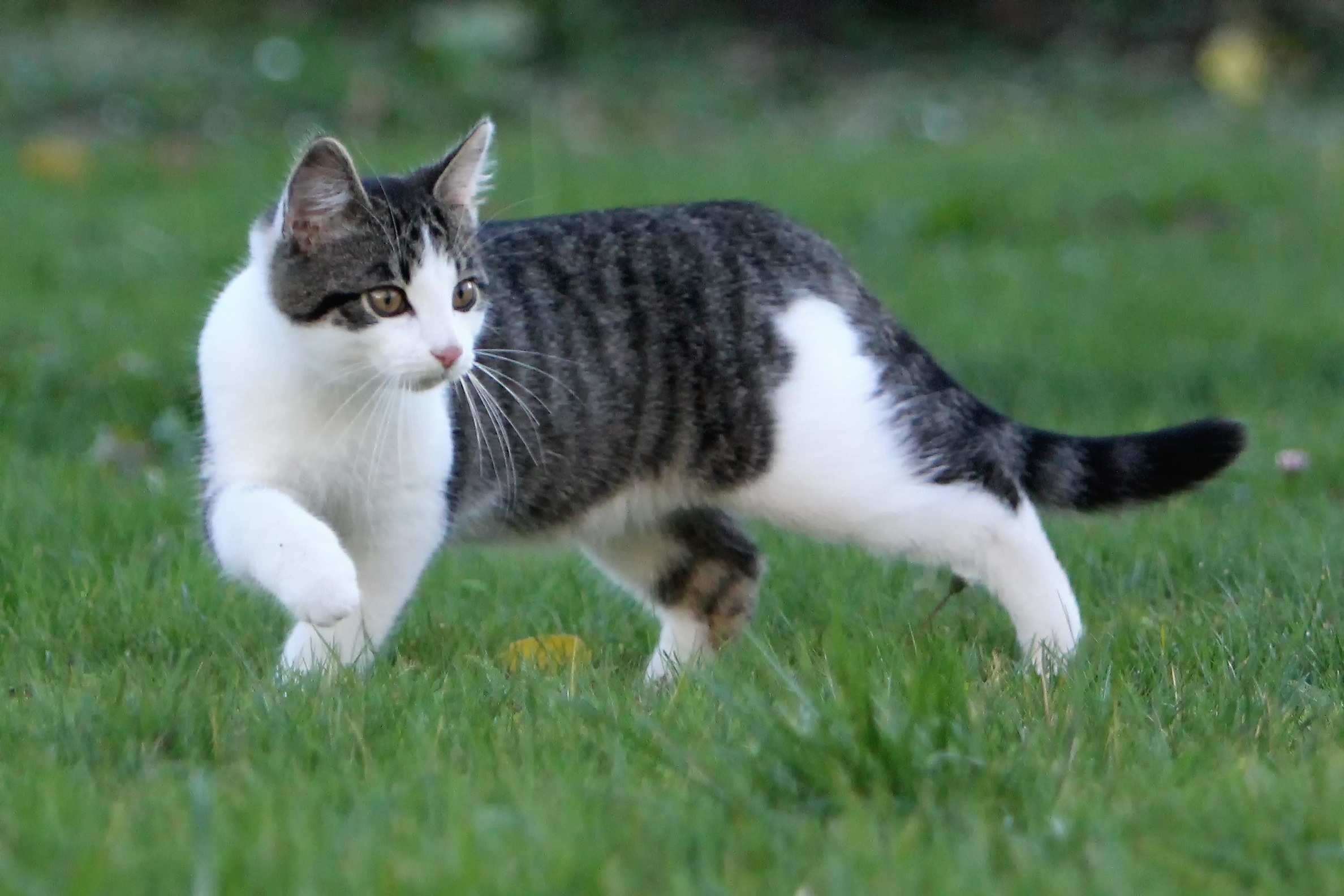 European Shorthair Cat Breed Pictures
