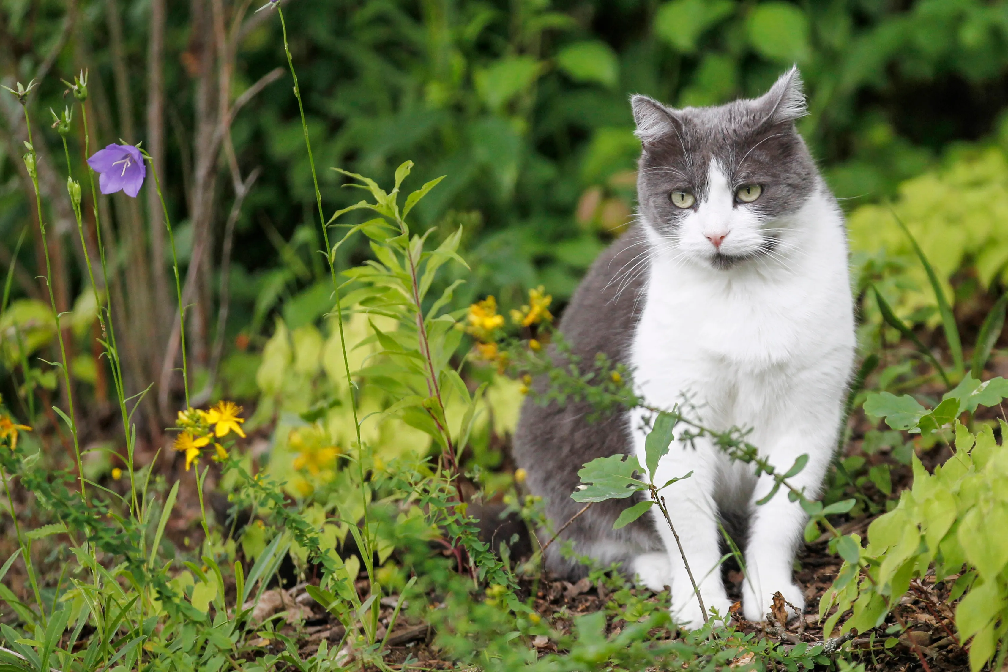 European Shorthair Cat Breed Pictures