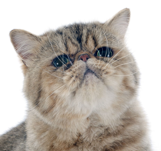 Exotic Cats And Kittens
