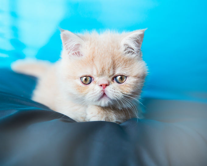 Exotic Cats And Kittens