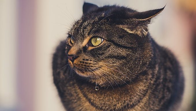 Cat Ears Can Tell You How Cats Are Feeling