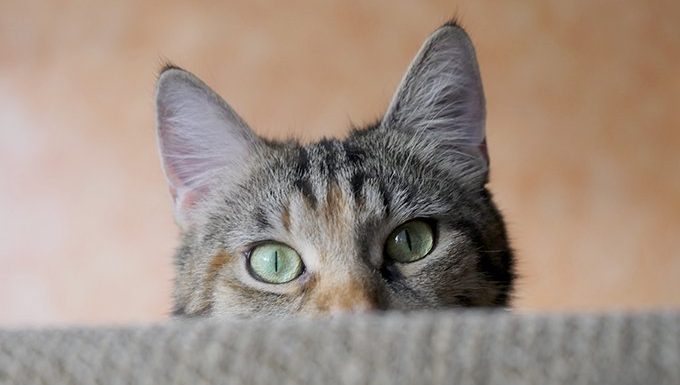 Cats Have Better Hearing Than Humans & Dogs