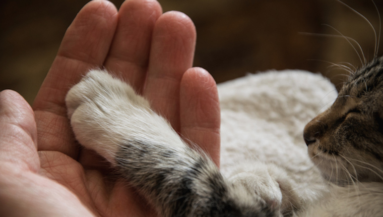 Your Cat Sweats Through Their Paws