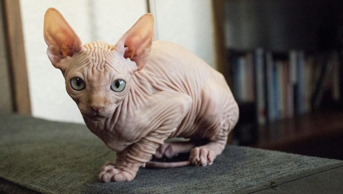 There Are Several Breeds Of Hairless Cats