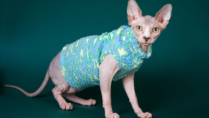 Hairless Cats Get Cold