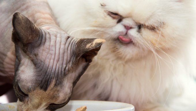 Hairless Cats Have Big Appetites