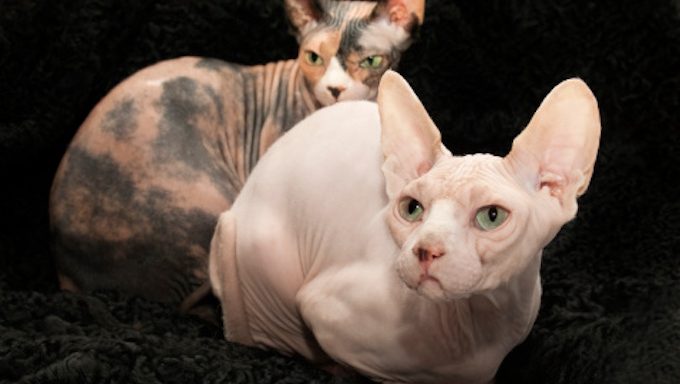 Hairless Hypoallergenic Cats Are A Bit Of A Myth