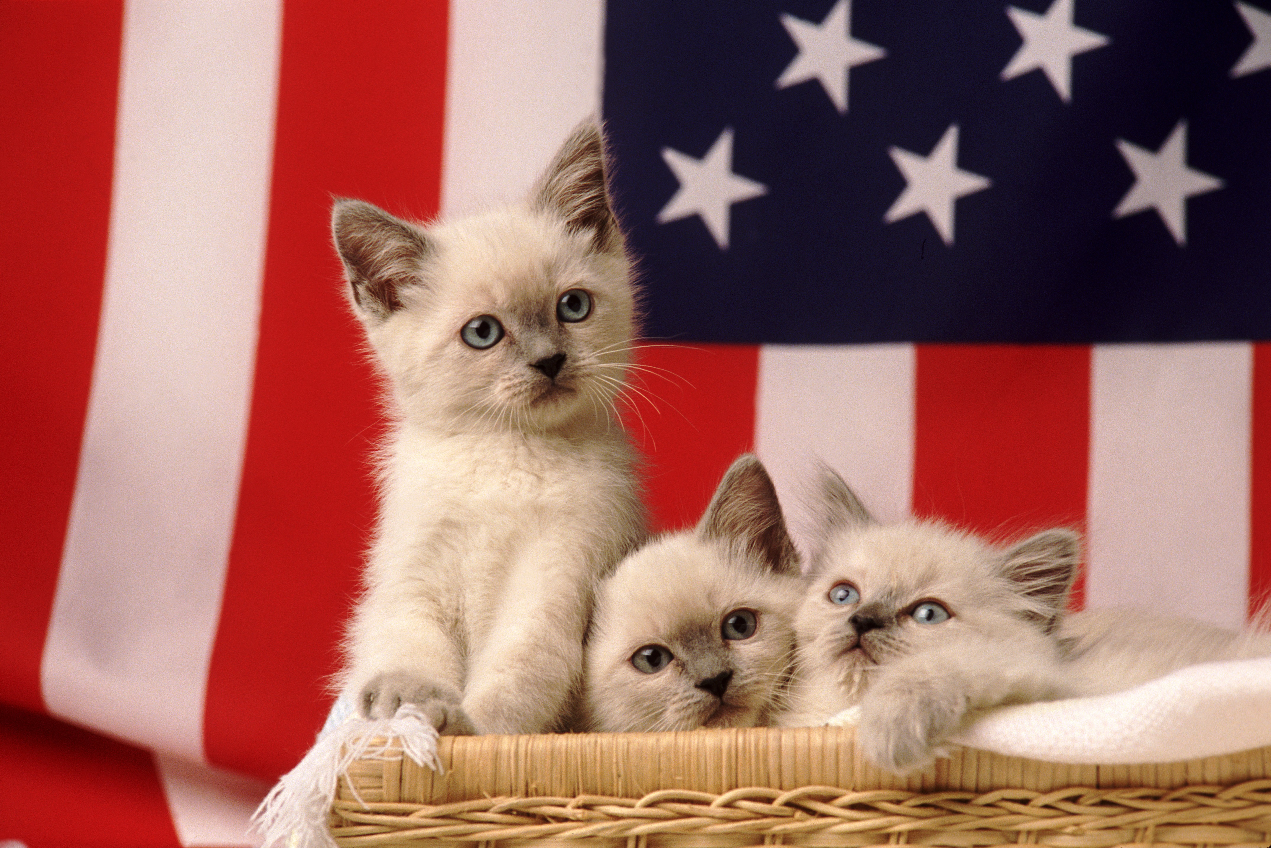 A Basket Of Future President Cats