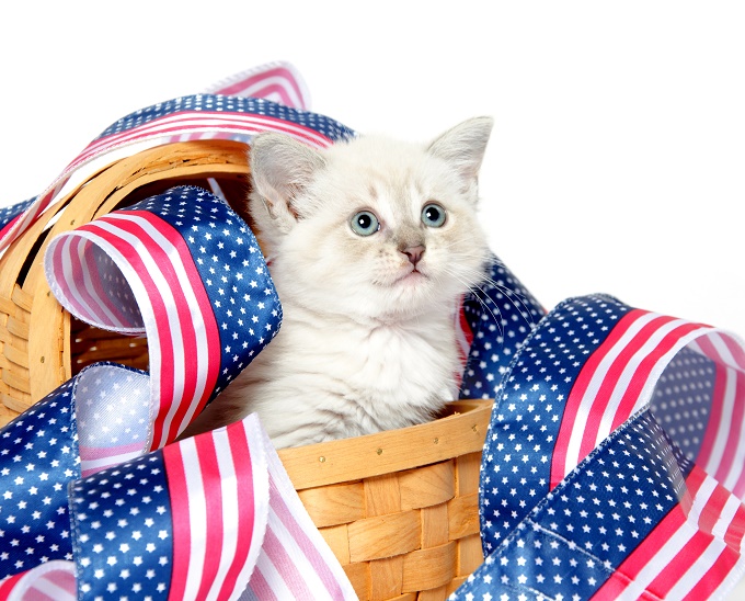 A Basket Of USA Cat!