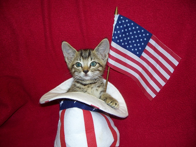 Uncle Sam Keeps A Kitty In His Hat For Luck