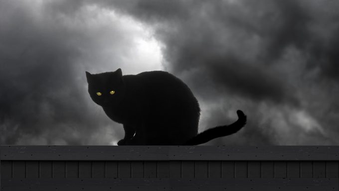 Black Cats Face More Danger On & Around Halloween