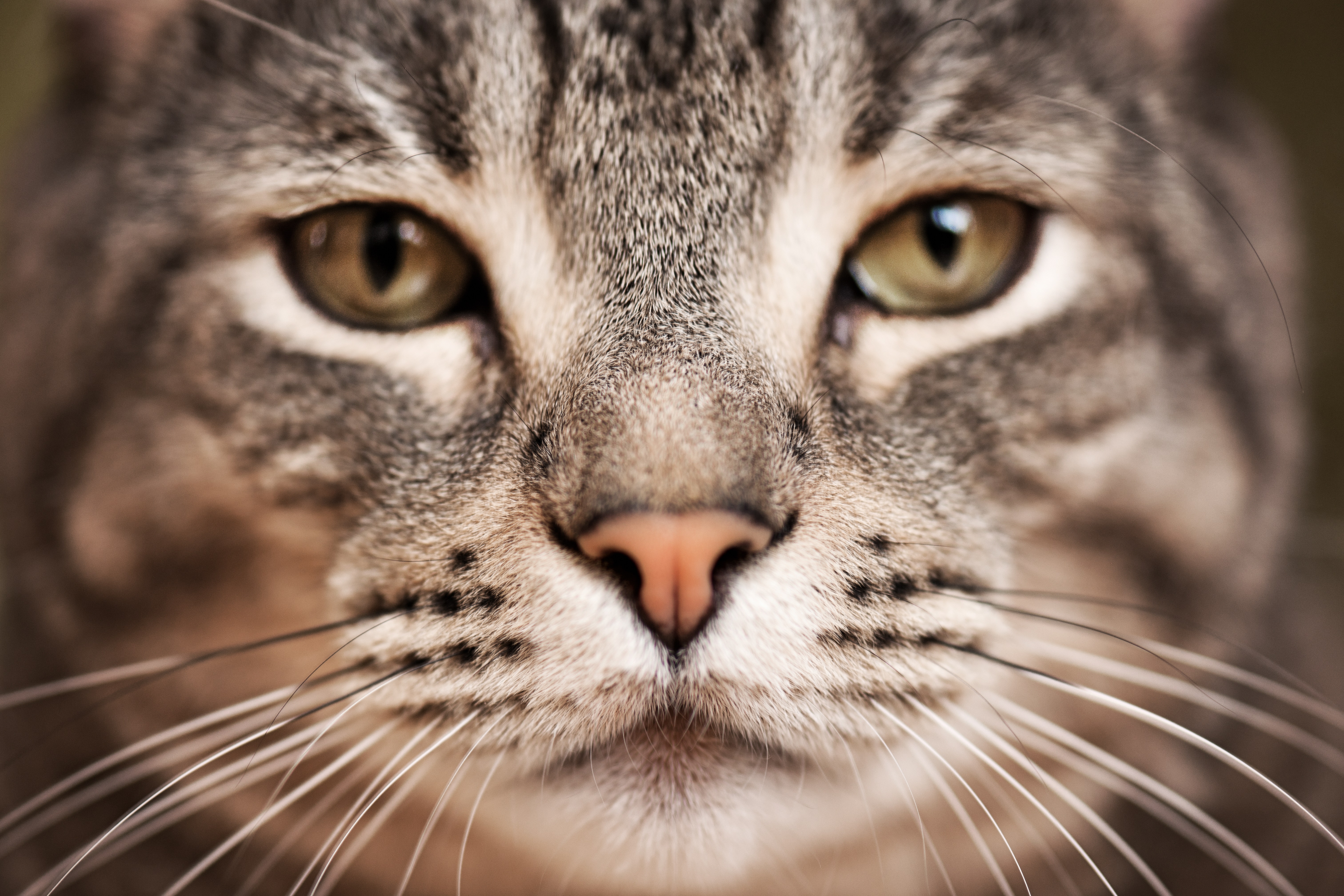 Highlander Cat Breed Pictures
